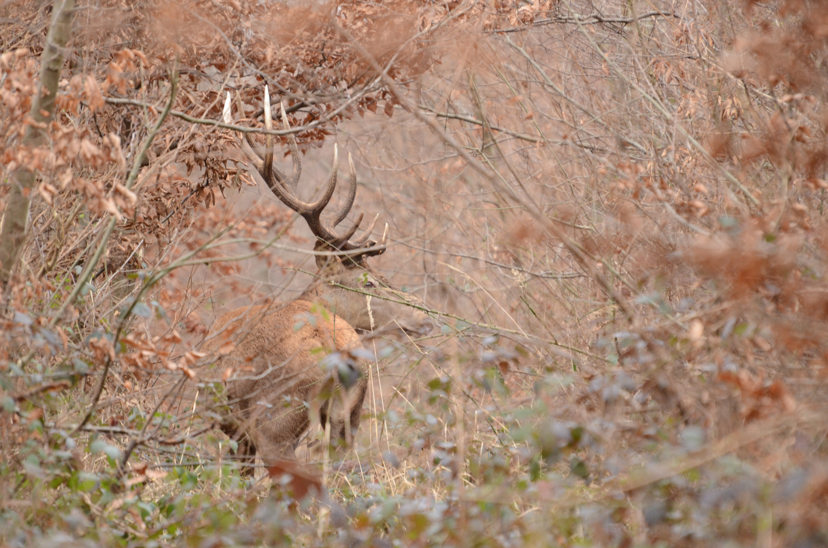 Cerf majestueux