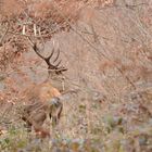 Cerf majestueux