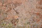 Cerf majestueux de Cyril Ortolé 