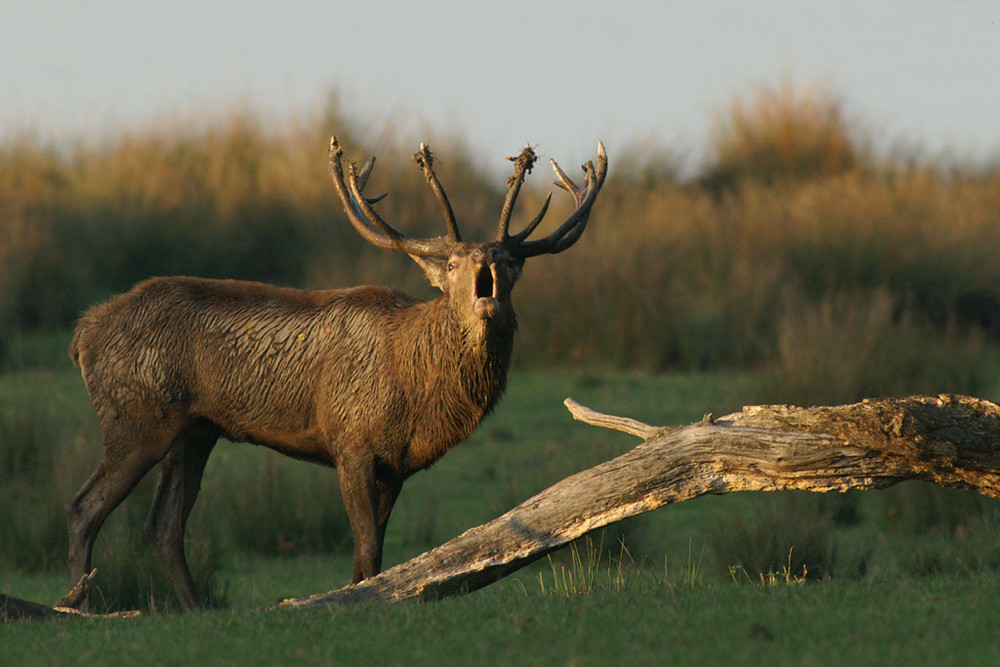 Cerf noble au brâme 3