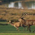 Cerf noble au brâme 4