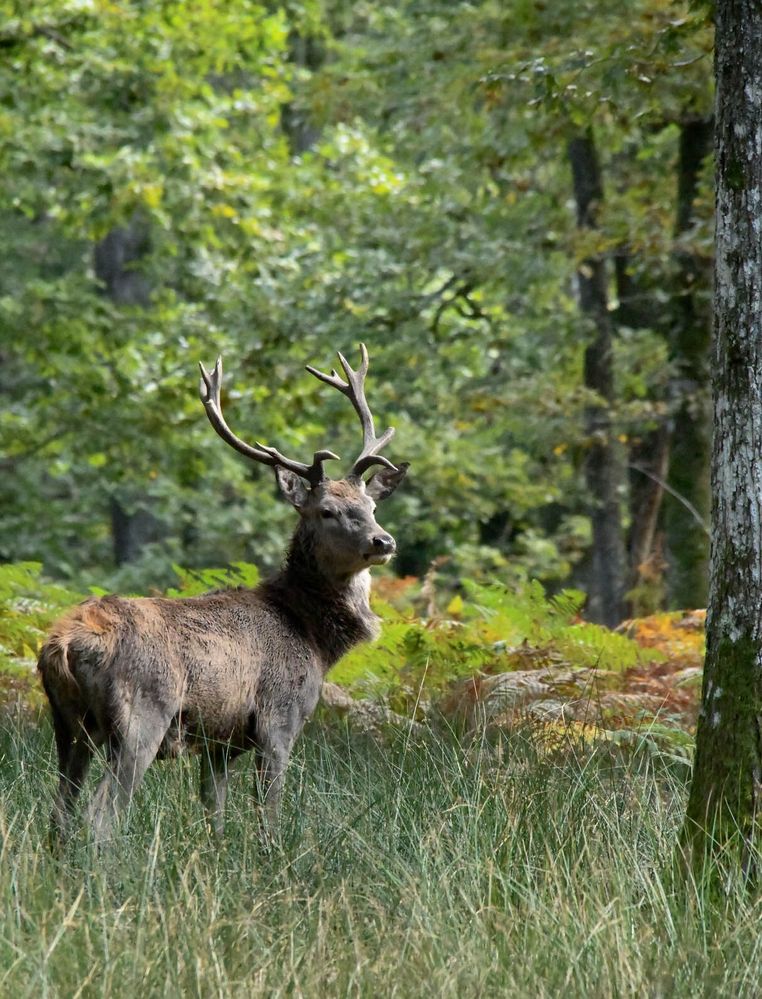 Cerf parc Boutissaint 