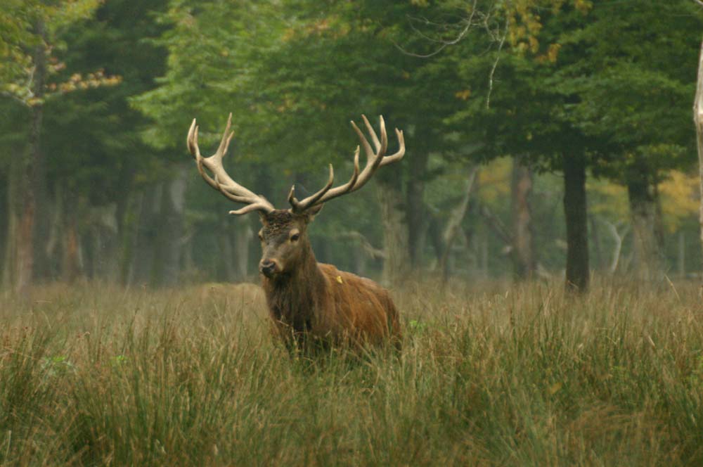 Cerf - parc naturel des Vosges du Nord