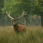 Cerf - parc naturel des Vosges du Nord