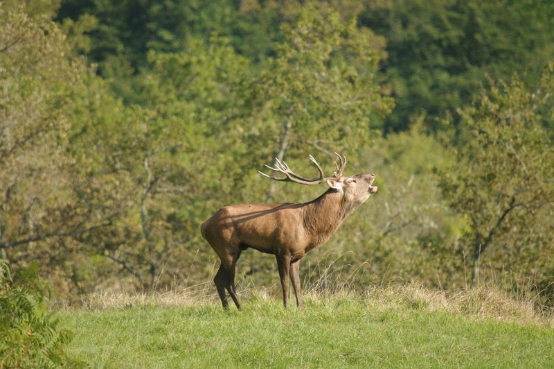 cerf Pyrénéen