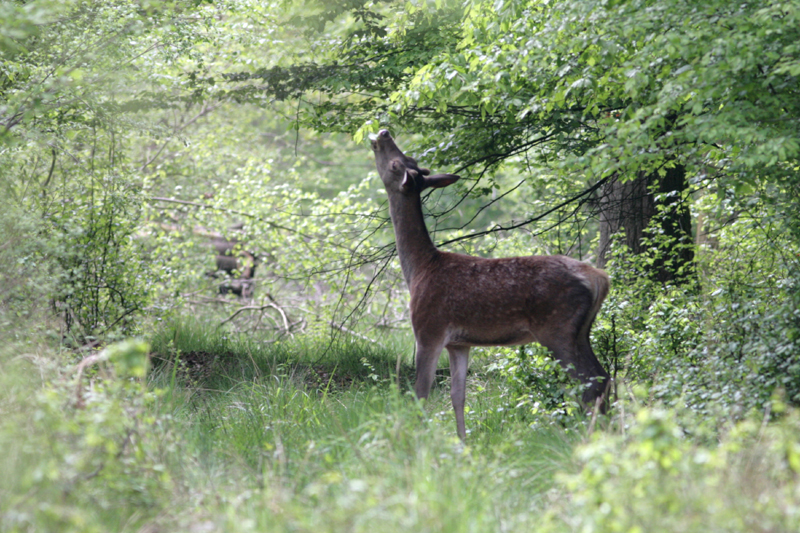 Cerf sans bois