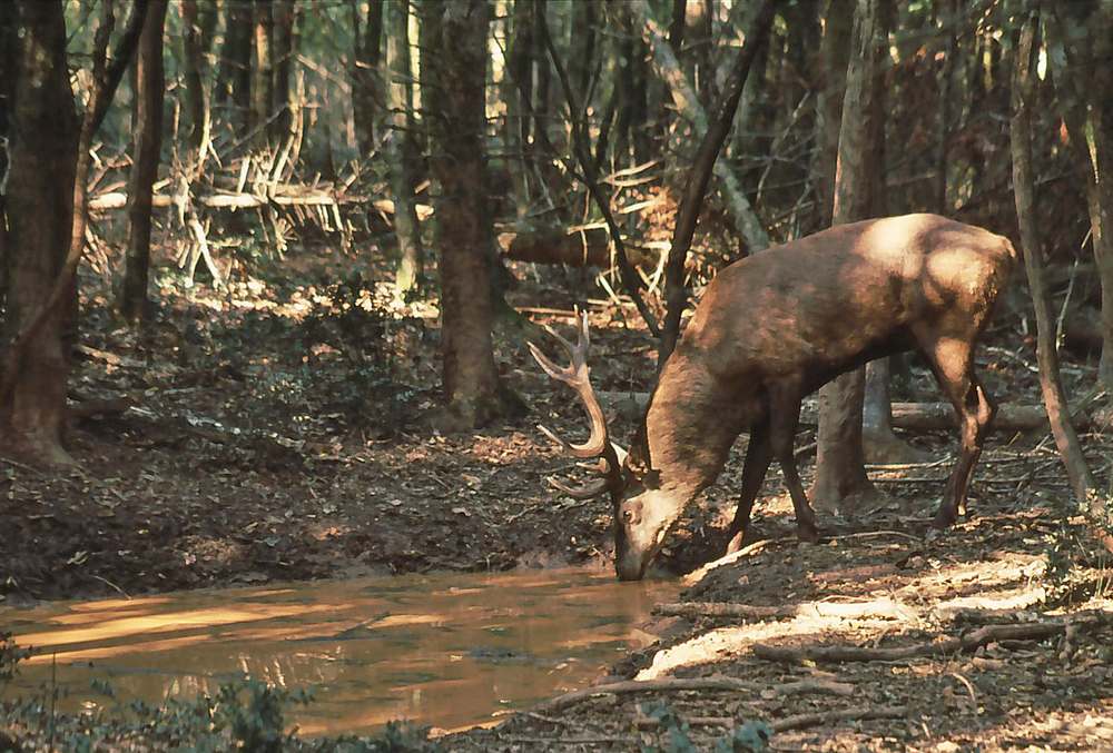 Cerf se désaltérant