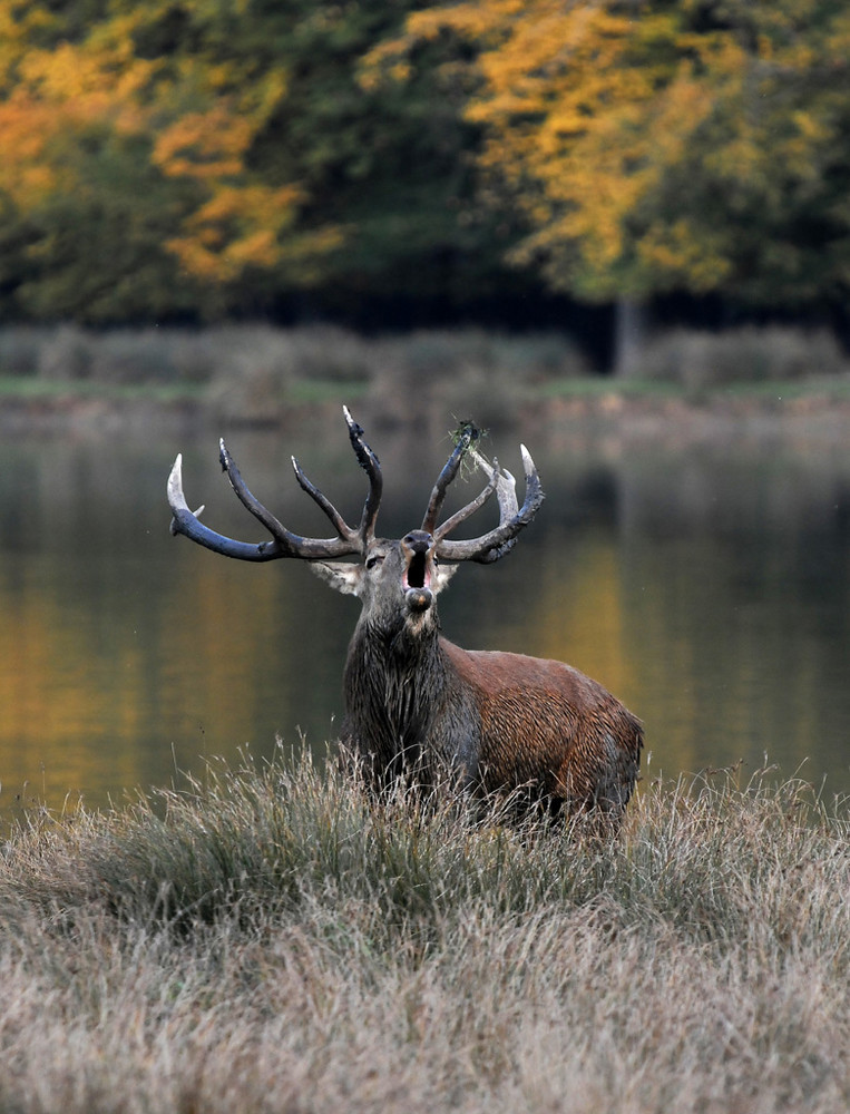 cerf sur fond forêt