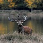 cerf sur fond forêt