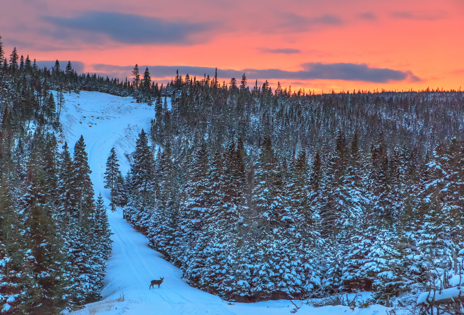 Cerf Sur Neige Au Coucher De Soleil Photo Et Image