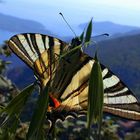 cerf-volant sur le cap ferrat