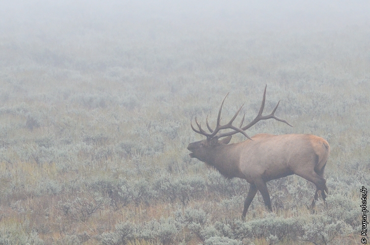 Cerf wapiti au brame au Grand Teton National Park