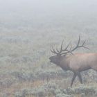 Cerf wapiti au brame au Grand Teton National Park