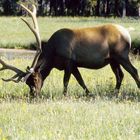 Cerf Wapiti