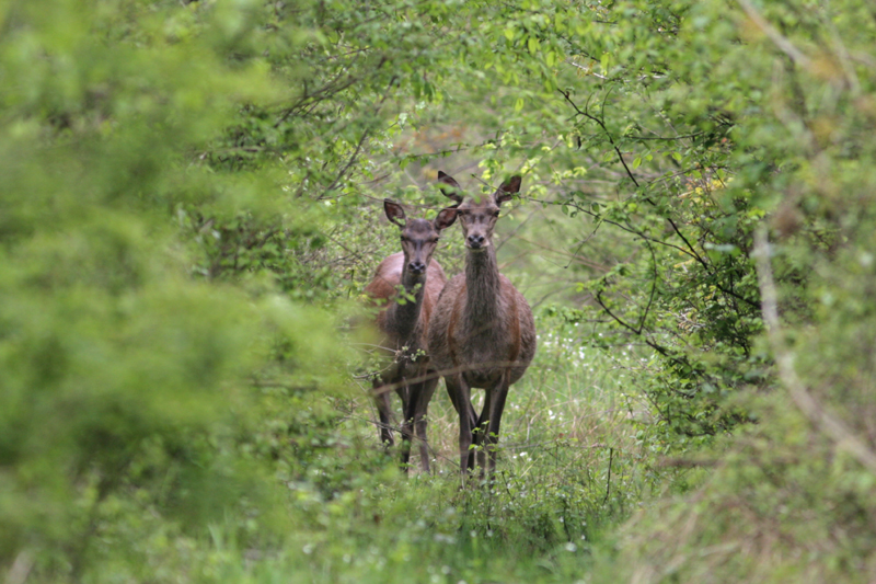 Cerfs