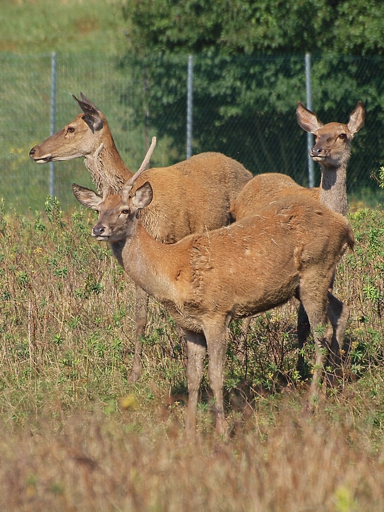 Cerfs