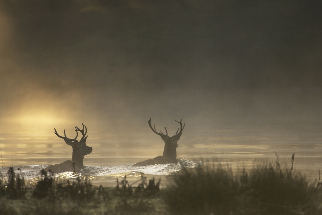 Cerfs dans l'étang