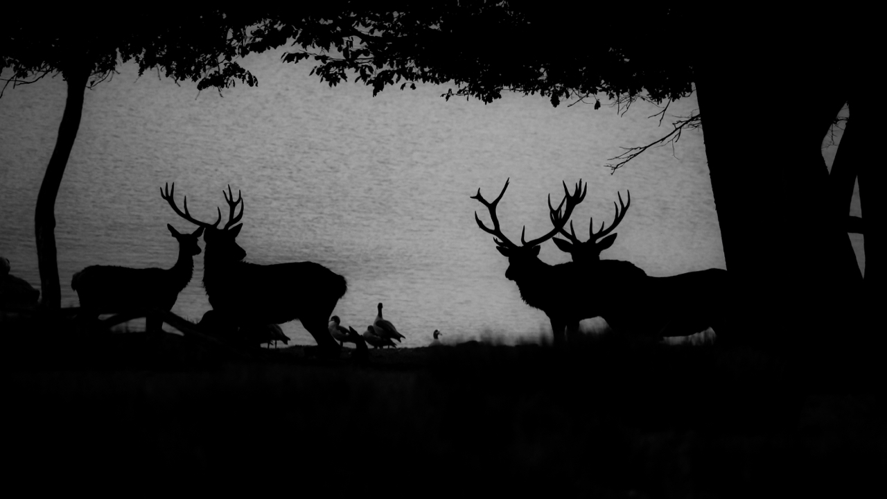 Cerfs en contre jour