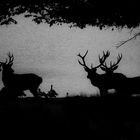 Cerfs en contre jour