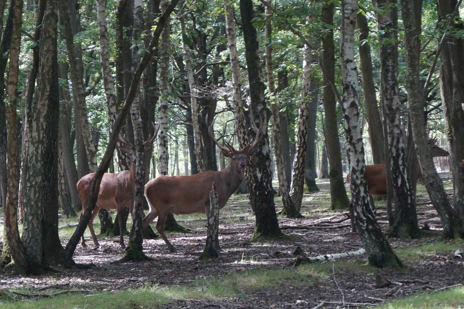 Cerfs en forêt