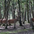 Cerfs en forêt