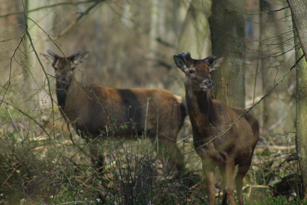 Cerfs mulets en forêt de Chantilly