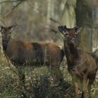 Cerfs mulets en forêt de Chantilly