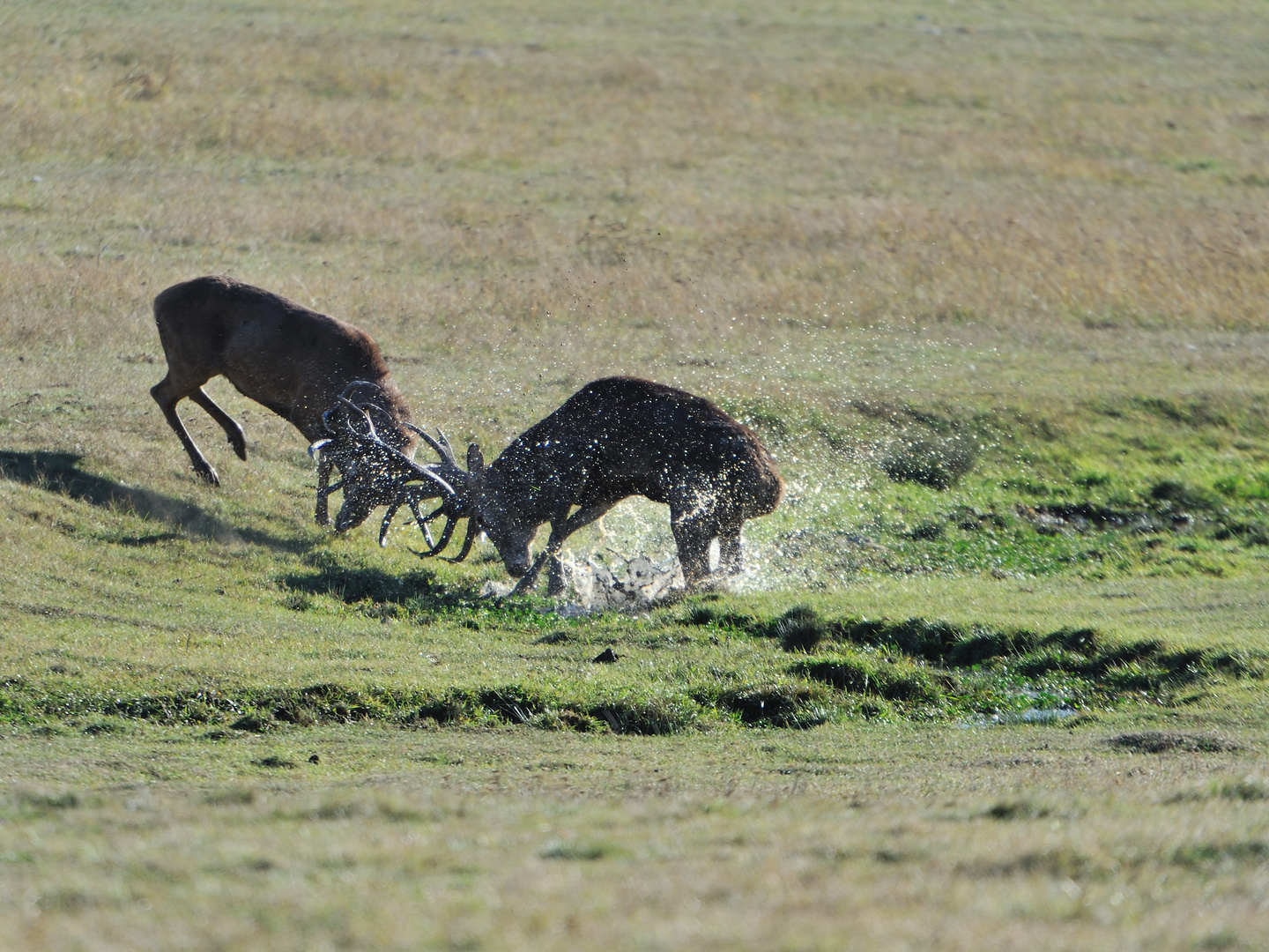 Cerfs Puissance et reculade