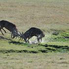 Cerfs Puissance et reculade