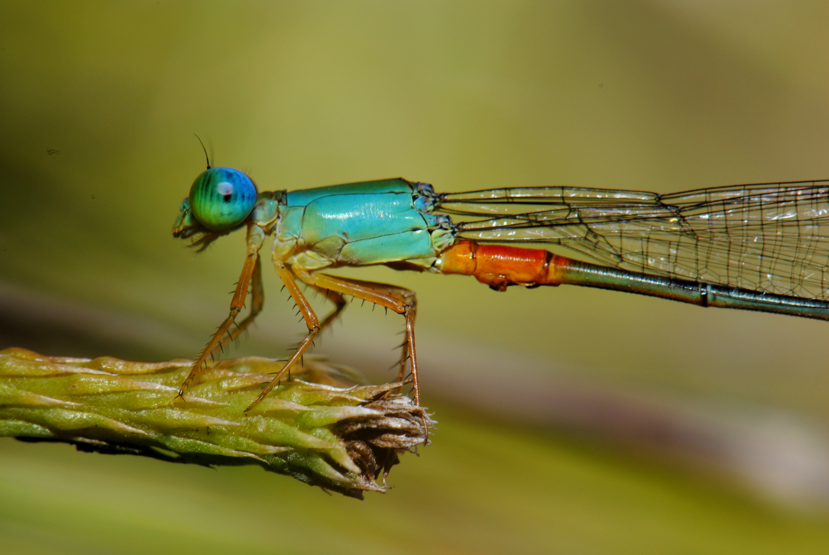 Ceriagrion cerinorubellum, m