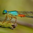 Ceriagrion cerinorubellum, m