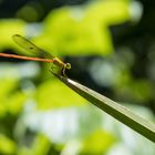 Ceriagrion Glabrum