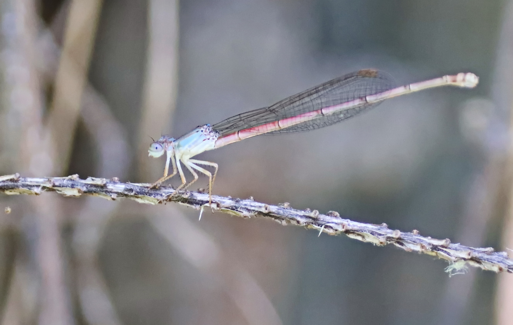 Ceriagrion glabrum,Weibchen