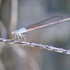 Ceriagrion glabrum,Weibchen