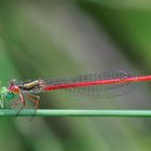 Ceriagrion tenellum