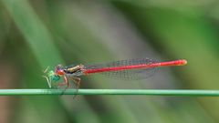 Ceriagrion tenellum