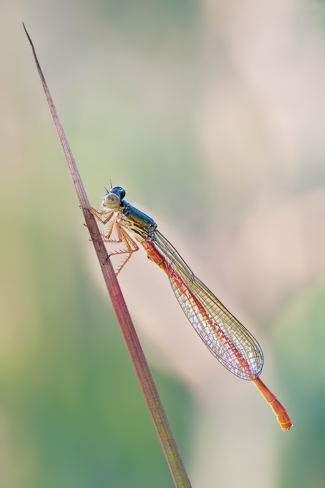 Ceriagrion tenellum