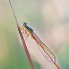 Ceriagrion tenellum