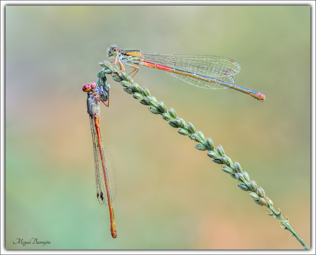 Ceriagrion tenellum