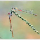 Ceriagrion tenellum