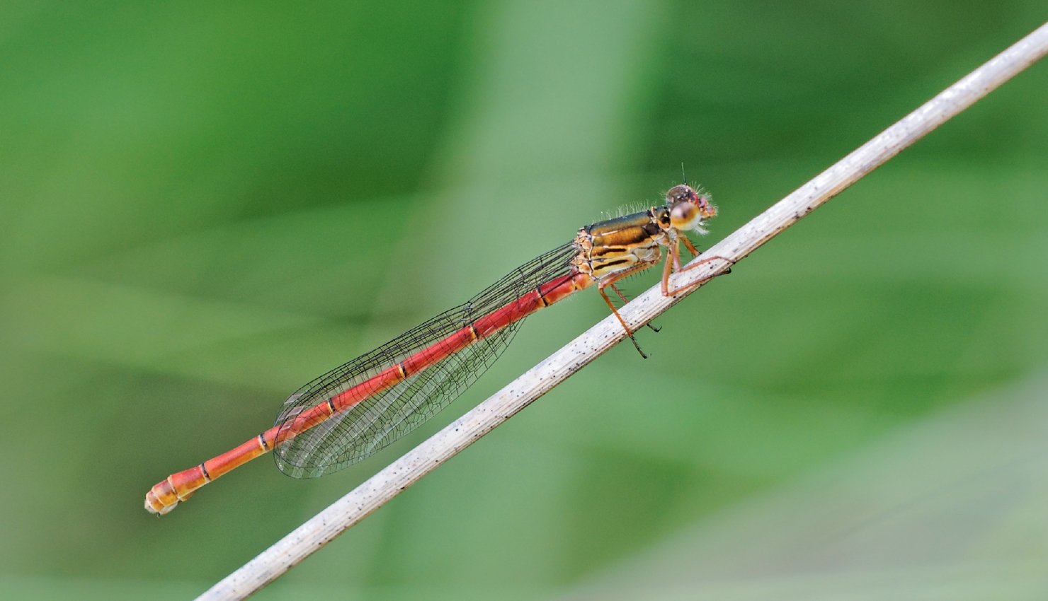 Ceriagrion tenellum II