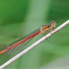 Ceriagrion tenellum II