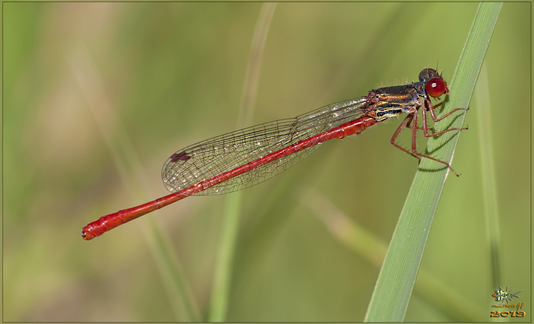 Ceriagrion tenellum  Maschio  (de Villers, 1789)