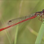 Ceriagrion tenellum  Maschio  (de Villers, 1789)