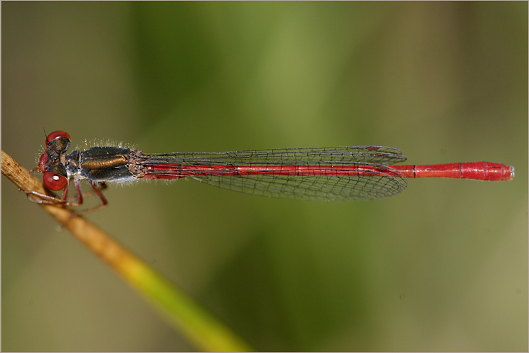 Ceriagrion tenellum ( Späte Adonislibelle)