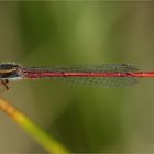 Ceriagrion tenellum ( Späte Adonislibelle)