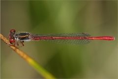 Ceriagrion tenellum ( Späte Adonislibelle)