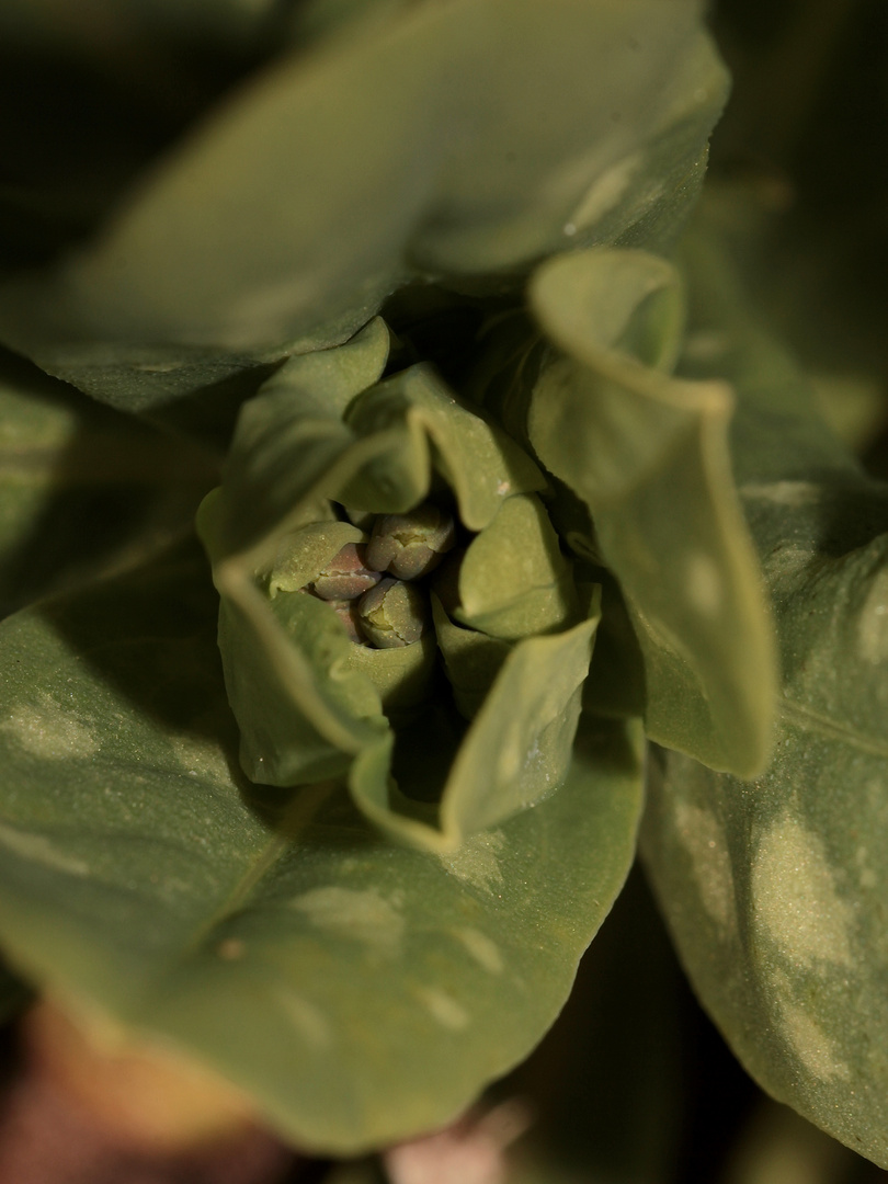 Cerinthe minor, die Kleine Wachsblume, zeigt ihre ersten Knospen.