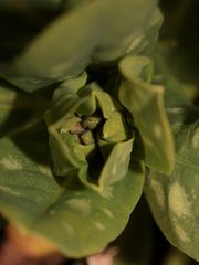 Cerinthe minor, die Kleine Wachsblume, zeigt ihre ersten Knospen.