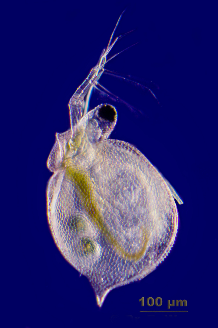 Ceriodaphnia reticulata